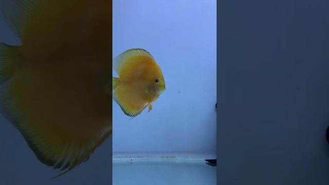 DISCUS GOLDEN YELLOW BLUE DIAMOND