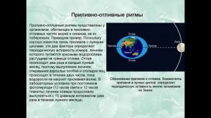 Биологические ритмы  Фотопериодизм