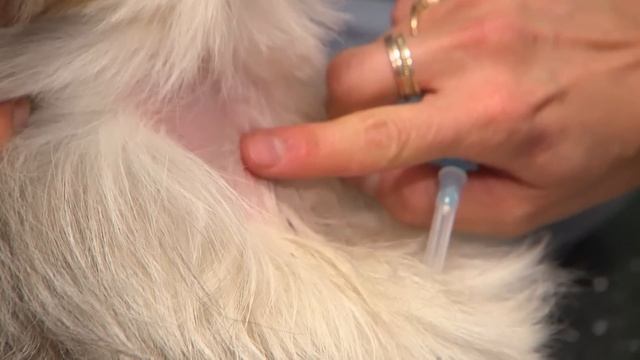 Dog Eats Bread Dough And It Rises In Its Tummy ? Bondi Vet Clips | Bondi Vet смотреть онлайн