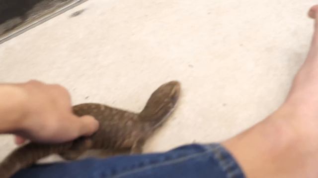 Savannah Monitor Update! | Parasites, Pests & Poop смотреть онлайн