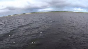 Рыбалка на семгу и сига сетями. Fishing for salmon.