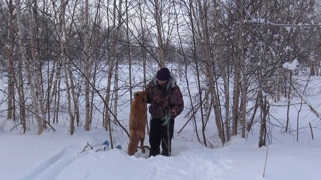 Жирная лисица, это плохо. Зверь должен быть в меру поджарый 7 смотреть онлайн