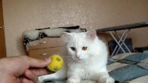 Кот который приносит мяч!)))