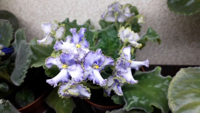 Фиалки смотреть онлайн