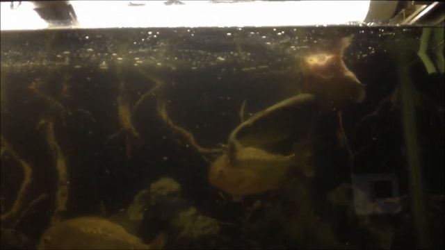 Пираньи VS Астранатус (35см) смотреть онлайн