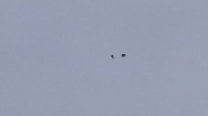 Голуби серпастые г. Снежное 2022г. -1