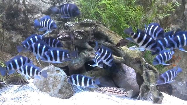 Newest member in my Moba Frontosa tank.... DISTICHODUS смотреть онлайн