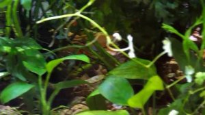 Лимнофила ароматика .