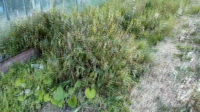 ЛЮБИМАЯ ДАЧА 🏡 Конец сезона 2021🍁 Обрезаю клубнику 🍓 Убираю капусту🥦 и огурцы 🥒 смотреть онлайн