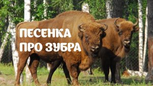 Песенка про Зубра — группа Feelin's и Наталья Богданова