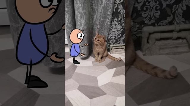 Кот Виски