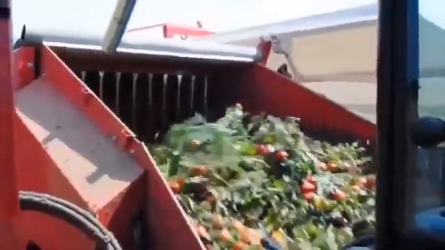 ТЕХНОЛОГИИ: Механизированная уборка помидоров смотреть онлайн