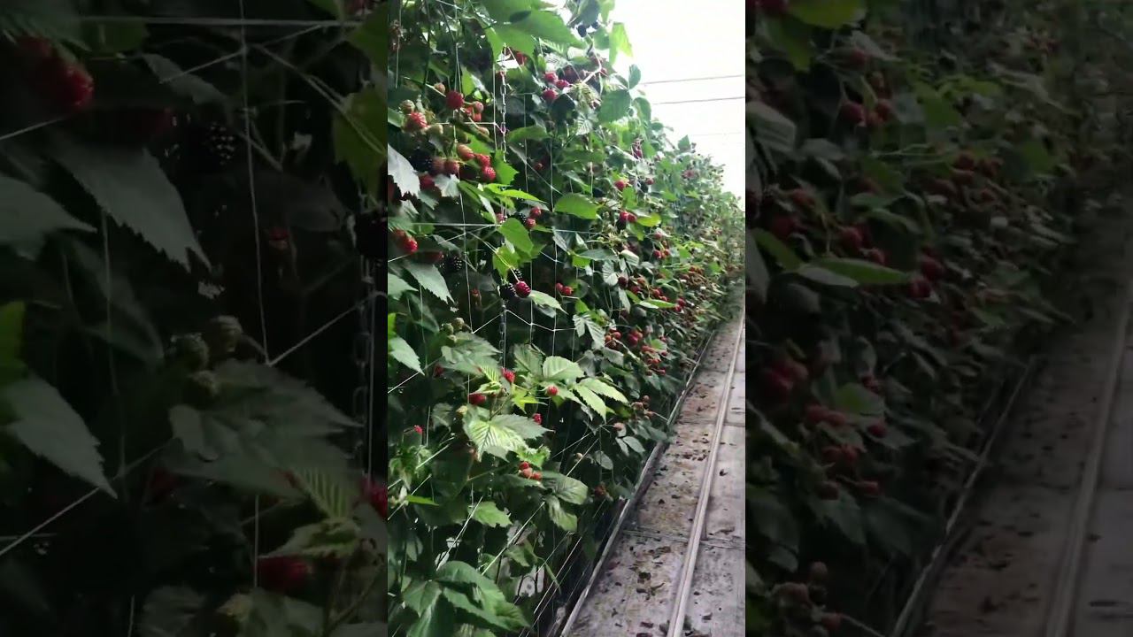 Ежевика в теплице в горшках. Нидерланды. #ежевика смотреть онлайн