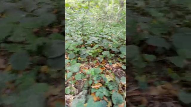 Поиск Как найти грибы (опята) в данном примере смотреть онлайн