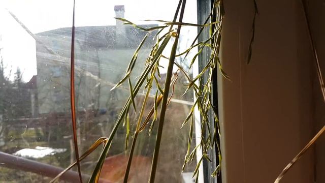 Цветение цитронеллы смотреть онлайн