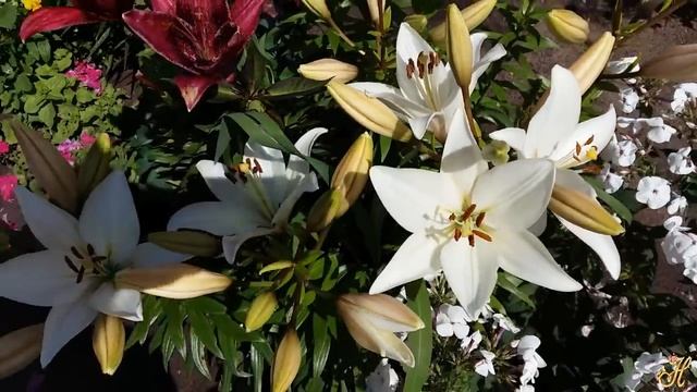 Уход за лилиями в весенне -летний период. Вредители смотреть онлайн