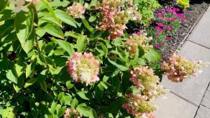 LAVALAMP FLARE HYDRANGEA UPDATE - AUGUST 21, 2020