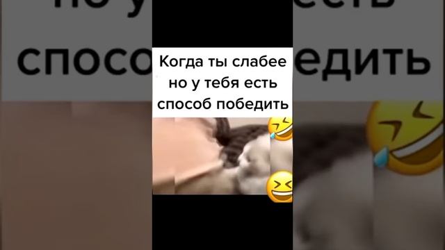 Смешные животные ?