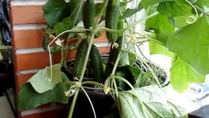 Можно ли  вырастить огурцы на балконе? Как их правильно собрать супер УРОЖАЙНОСТЬ!