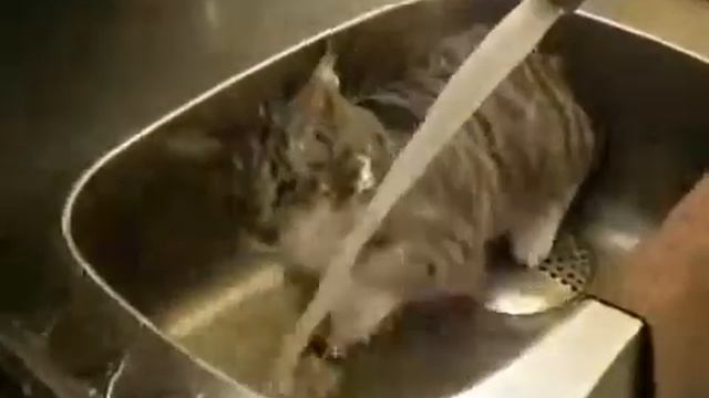 Обычные Кошки Боятся Воды А Здесь смотреть онлайн