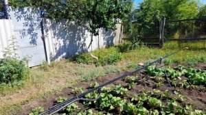 Самодельная широкозахватная система полива овощей