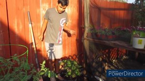 How To Plant The Bloom Struck Hydrangea!!✨🌸🌿Ft. Planting Tree Company//Ultimate Gardening