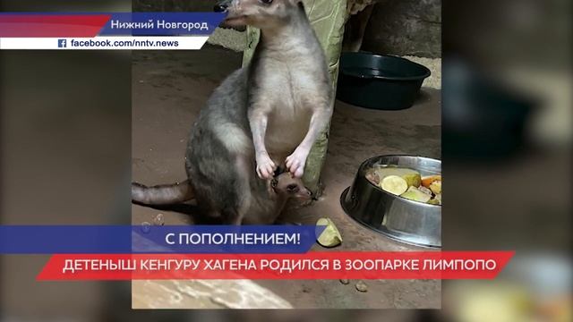 Кенгуренок родился в нижегородском зоопарке «Лимпопо» смотреть онлайн