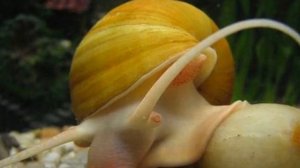 АМПУЛЯРИЯ. СОДЕРЖАНИЕ И РАЗВЕДЕНИЕ.