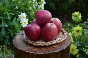 Зимняя красавица