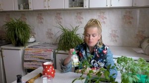 Подготовка рассады томатов перед высадкой в грунт. Как перевезти рассаду на дачу в целости.