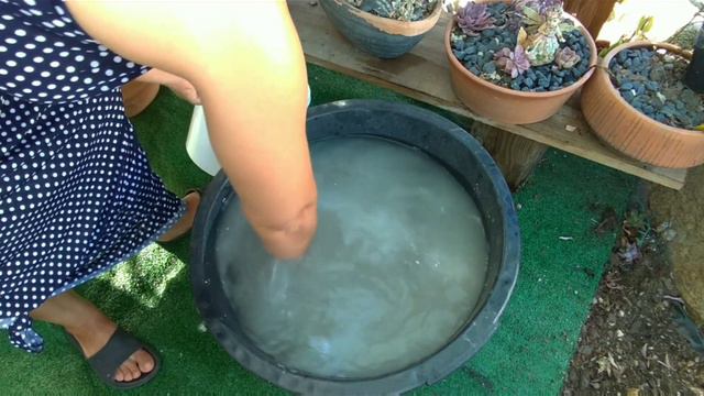 SUSPENDER REGA SUCULENTAS com CALOR 40grus🌞...#prevenirfungocaule #regacomterrediatomacia смотреть онлайн