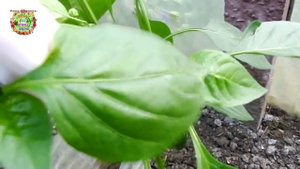 Как формировать сладкий перец? Как и когда обрезать листья и пасынки.