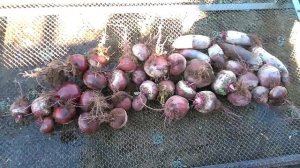 Свекла Бордо, Цилиндра.