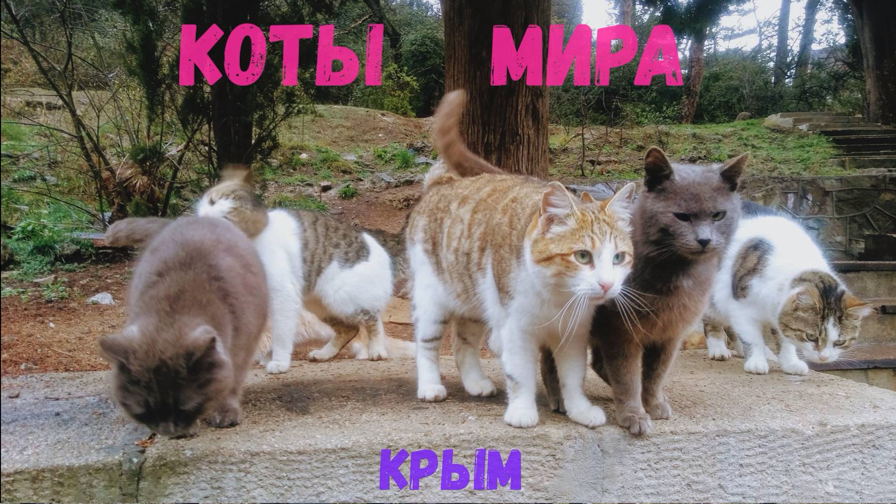 Коты мира