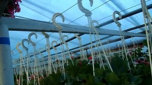 Обзор Гераней в теплице.