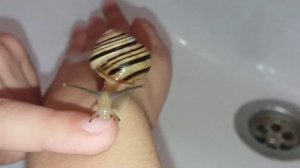 Улитка ползет по руке !!! Короткое видео про улитку.