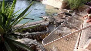 Крокодилья ферма-заповедник. Тунис 2016
