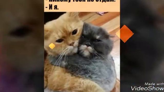 Милые картинки животных под музыку ( из к/ф Усатый нянь). смотреть онлайн