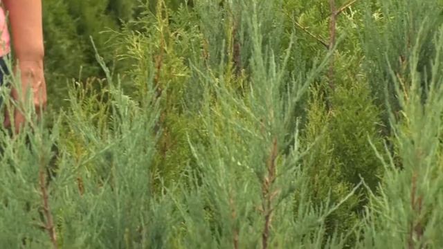 Туя западная