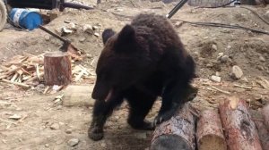 встреча медведя с человеком