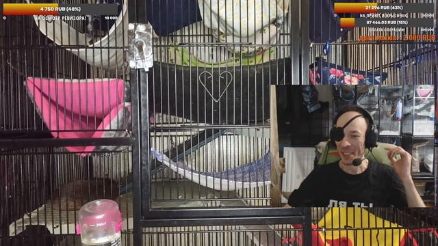 (Росс) Дела приюта! 😣 Сселение и адаптация. Проблемы с Визи, и лечением. 😊 + Вопросы и ответы. смотреть онлайн