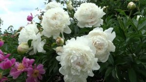 Пион МАЗЕРС ЧОЙС ?? Paeonia MOTHERS CHOICE: обзор, описание, цветение, отзыв