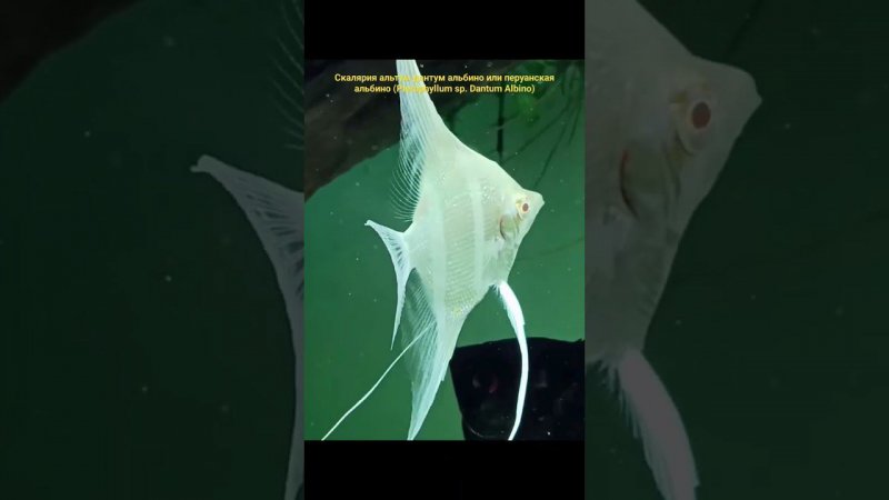 Pterophyllum sp. Dantum Albino. Успел только немного снять её до того как к сожалению выпрыгнула.