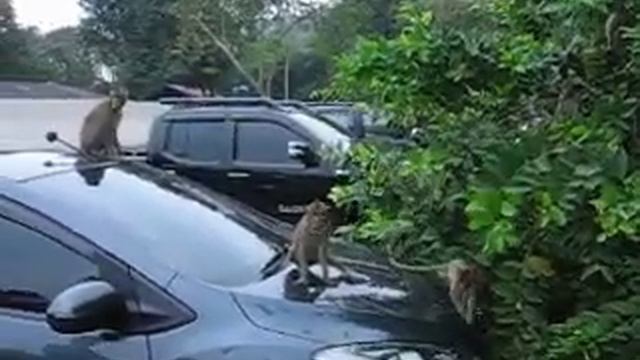 милые обезьянки кушают и царапают автомашины смотреть онлайн