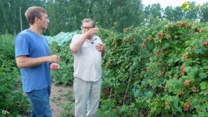 Как получить двойной урожай малины без хлопот? Рекомендации эксперта Анатолия Сидоровича