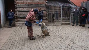 Дом волка  Волк Февраль  Ноябрь 2018 6