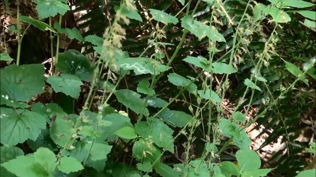 Tolmiea menziesii смотреть онлайн