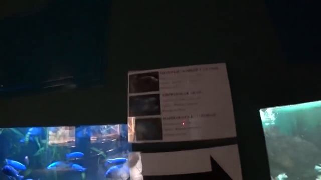 Поход в Роев Ручей с дочами и будущей женой. смотреть онлайн