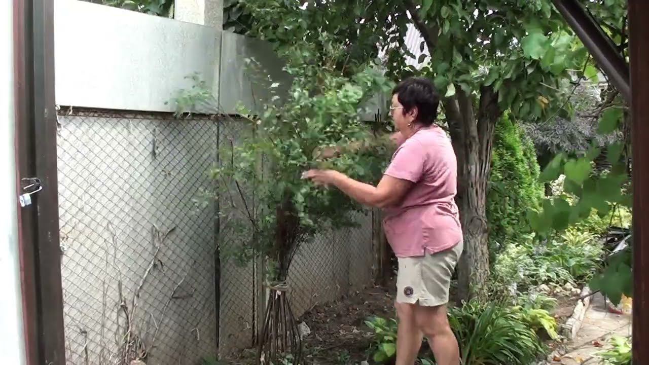 Обрезка и формирование Спиреи Вангутта.Посадка хост. смотреть онлайн