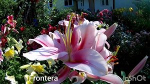 Какие лилии выбрать? Советы начинающим цветоводам. Деление на группы, разбор луковиц, место посадки